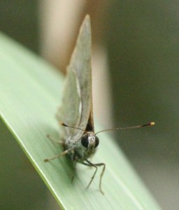 Tmolus echion, The Larger Lantana Butterfly