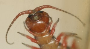 scolependra head bottom 01