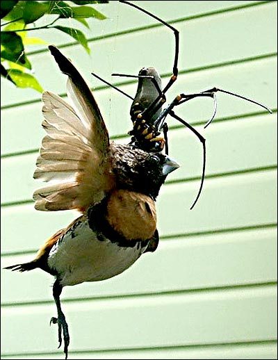 spider-eating-bird-01