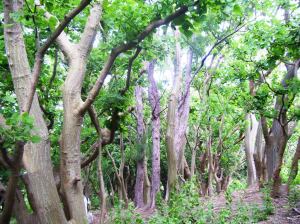 erythrina grove_01 12 July 2010